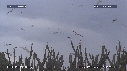 MOUETTES, STERNES, FREGATES