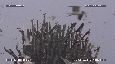 MOUETTES, STERNES, FREGATES
