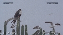 MOUETTES, STERNES, FREGATES