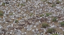 MOUETTES, STERNES, FREGATES