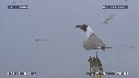 MOUETTES