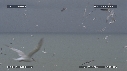 MOUETTES, STERNES