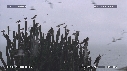 MOUETTES, STERNES
