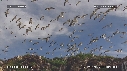 MOUETTES, STERNES, FREGATES