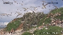 MOUETTES