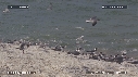 MOUETTES