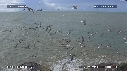 MOUETTES