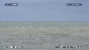 MOUETTES, STERNES, FREGATES