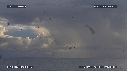 MOUETTES, STERNES, FREGATES