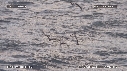 MOUETTES, STERNES, FREGATES