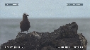 OISEAUX MARRONS