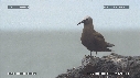 OISEAUX MARRONS