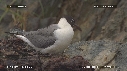 MOUETTES