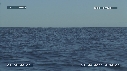 BALEINE A BOSSE