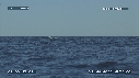 BALEINE A BOSSE