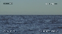 BALEINE A BOSSE