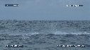BALEINE A BOSSE
