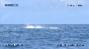 BALEINE A BOSSE
