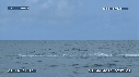 BALEINE A BOSSE