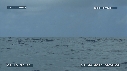 MER, BALEINE A BOSSE
