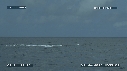 BALEINE A BOSSE