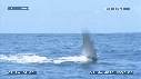 BALEINE A BOSSE
