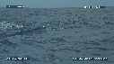 BALEINE A BOSSE