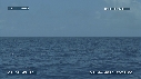 BALEINE A BOSSE
