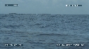 BALEINE A BOSSE