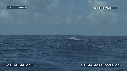 BALEINE A BOSSE