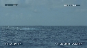 MER, BALEINE A BOSSE
