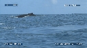 BALEINE A BOSSE
