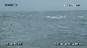 BALEINE A BOSSE
