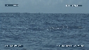 BALEINE A BOSSE