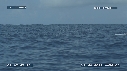 BALEINE A BOSSE