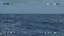 BALEINE A BOSSE