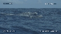 BALEINE A BOSSE