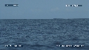 BALEINE A BOSSE