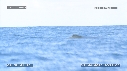 BALEINE A BOSSE