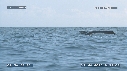 BALEINE A BOSSE