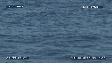 BALEINE A BOSSE