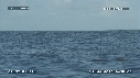 BALEINE A BOSSE