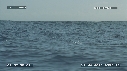 BALEINE A BOSSE