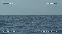 BALEINE A BOSSE