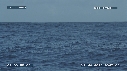 BALEINE A BOSSE