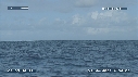 BALEINE A BOSSE