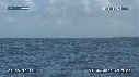 BALEINE A BOSSE