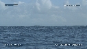 MER, BALEINE A BOSSE