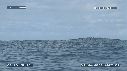 BALEINE A BOSSE