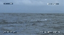 BALEINE A BOSSE
